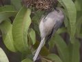 Bushtit