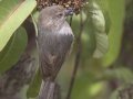 Bushtit