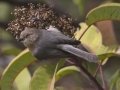 Bushtit