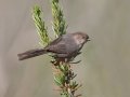 Bushtit