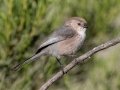 Bushtit