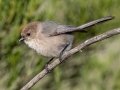 Bushtit