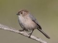 Bushtit