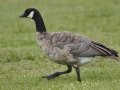 Cackling Goose