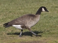 Cackling Goose