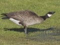 Cackling Goose