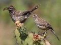 Cactus Wren