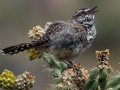 Cactus Wren
