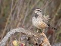 Cactus Wren - Lake Jennings Campground