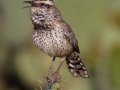 Cactus Wren