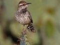 Cactus Wren