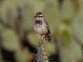 Cactus Wren