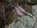 Cactus Wren