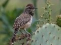 Cactus Wren