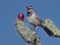 Cactus Wren
