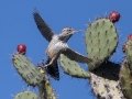 Cactus Wren