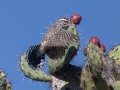 Cactus Wren