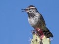 Cactus Wren