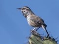 Cactus Wren