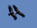 California Condors - Santa Barbara County, California, Oct 20, 2017
