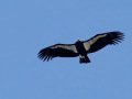 California Condor - Santa Barbara County, California, Oct 20, 2017