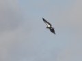 California Condor - Santa Barbara County, California, Oct 20, 2017