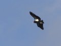 California Condor - Santa Barbara County, California, Oct 20, 2017