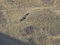 California Condor - Santa Barbara County, California, Oct 20, 2017