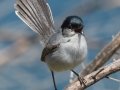 California Gnatcatcher