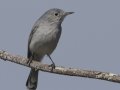 California Gnatcatcher