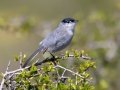 California Gnatcatcher