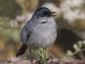 California Gnatcatcher