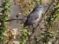 California Gnatcatcher