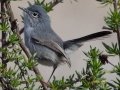 California Gnatcatcher