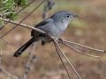 California Gnatcatcher