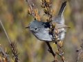 California Gnatcatcher