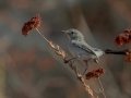 California Gnatcatcher