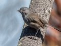 California Gnatcatcher