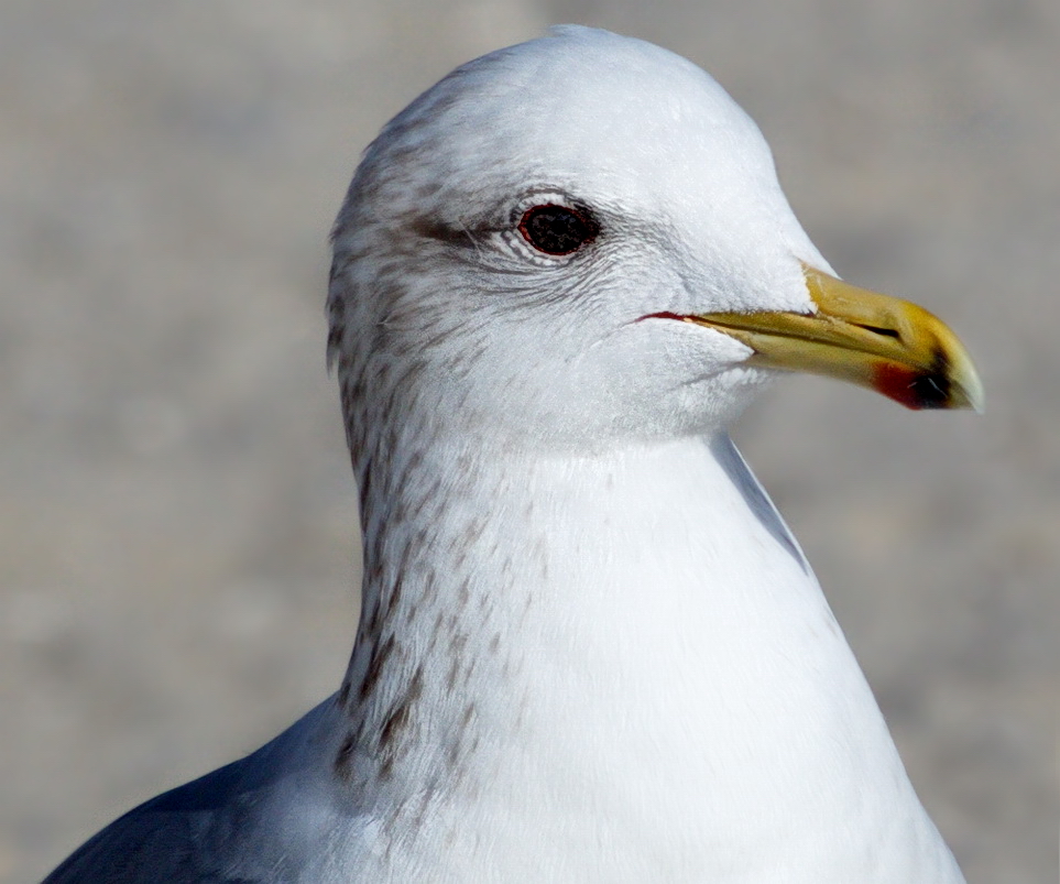 california-gull-san-diego-bird-spot