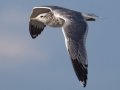 California Gull