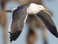 California Gull