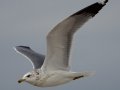 California Gull