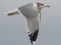 California Gull