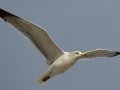 California Gull