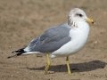 California Gull