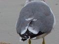 California Gull