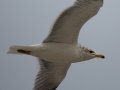 California Gull