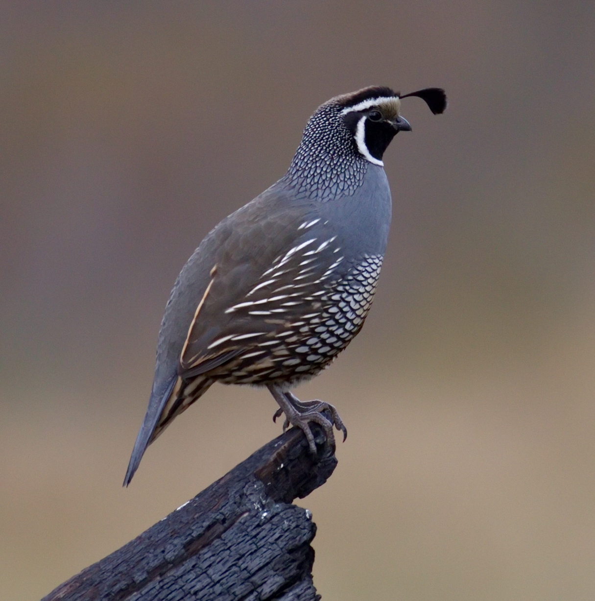 California Quail San Diego Bird Spot