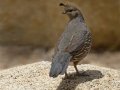 California Quail