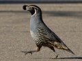 California Quail